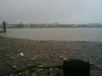 Debris builds up in the water by Teneriffe Ferry