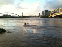 Pelicans keeping their heads above water at South Bank. Photographer: @IanKath